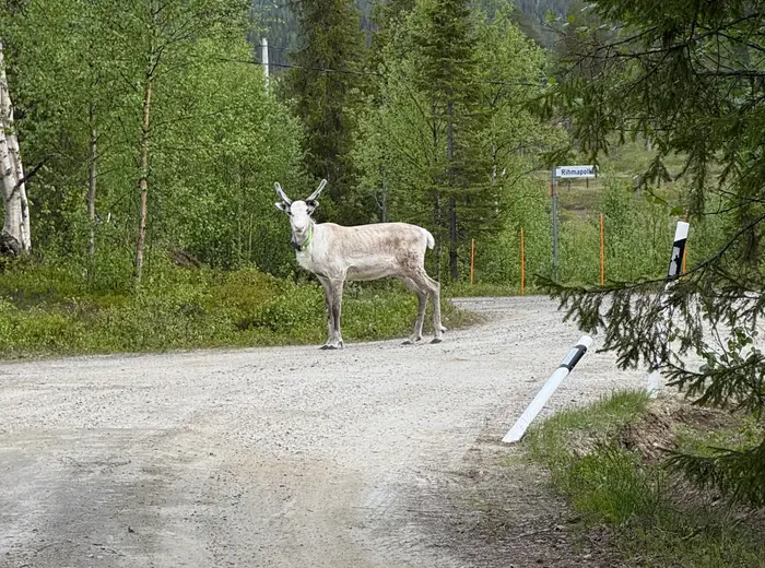 Summer in Lapland