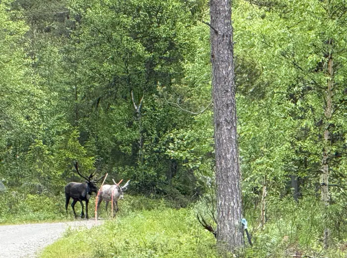 Summer in Lapland