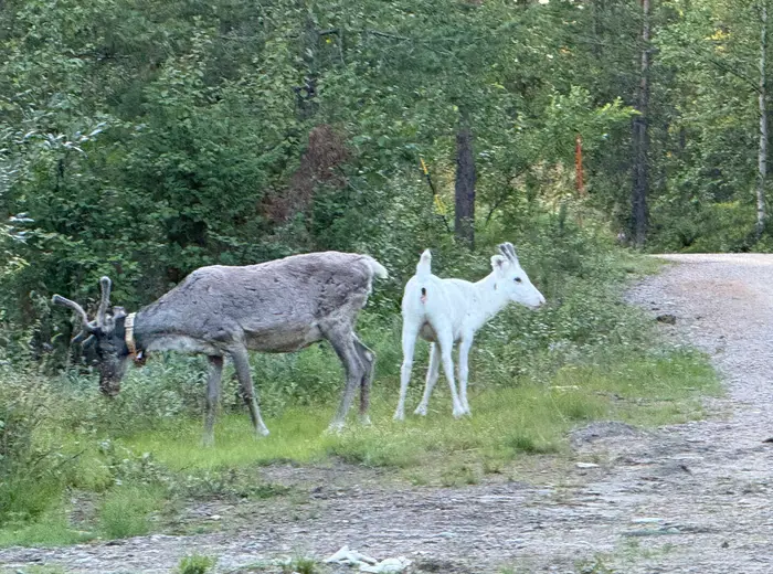 Summer in Lapland