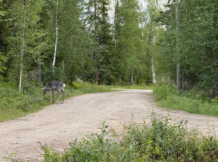 Summer in Lapland