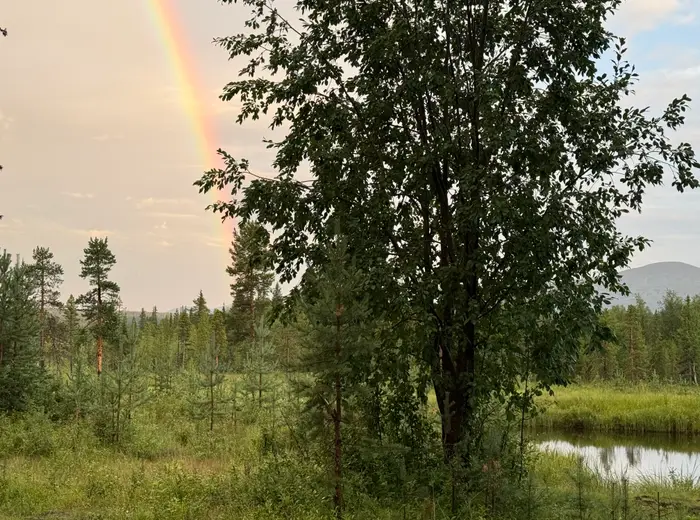 Summer in Lapland
