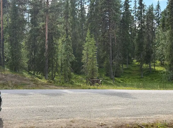 Summer in Lapland