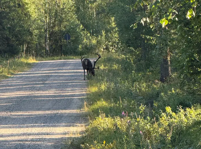 Summer in Lapland
