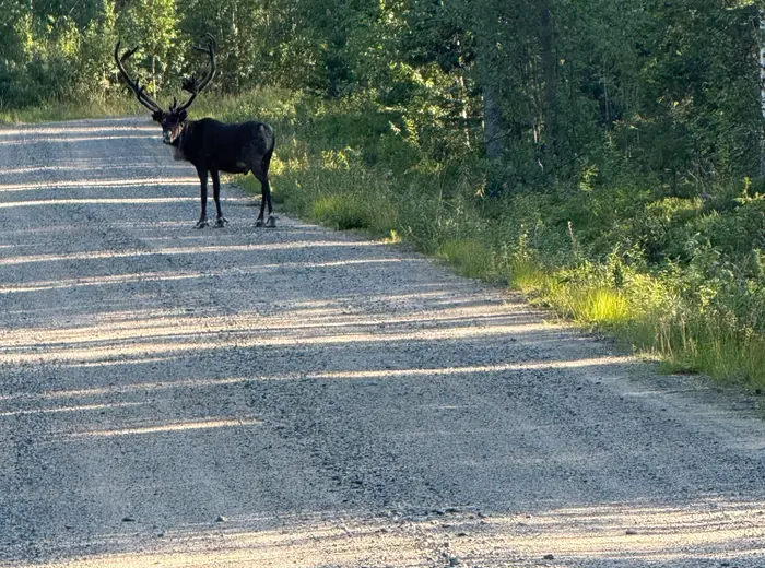 Summer in Lapland