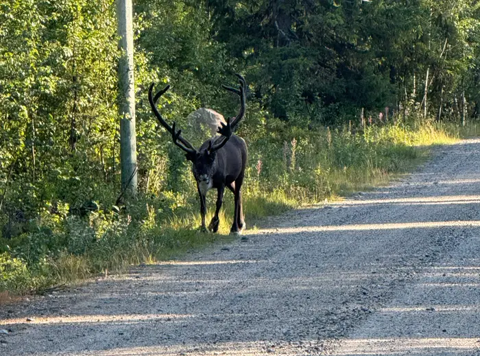 Summer in Lapland