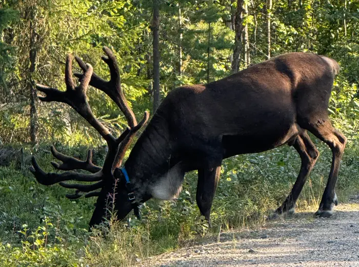 Summer in Lapland