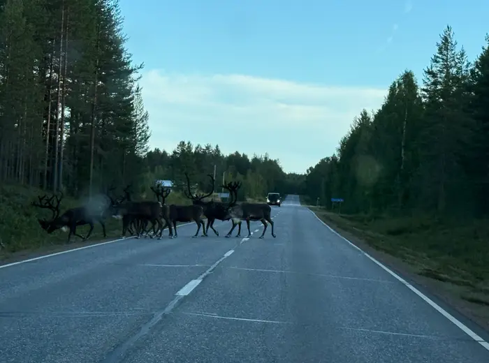 Summer in Lapland