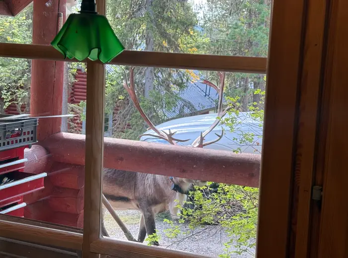 Summer in Lapland