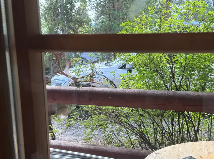 Summer in Lapland