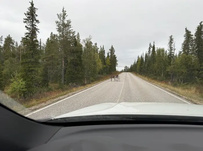 Summer in Lapland