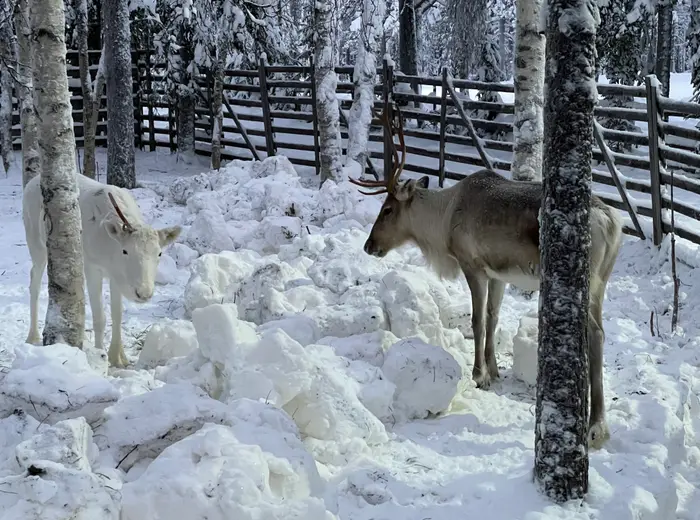 Winter in Lapland