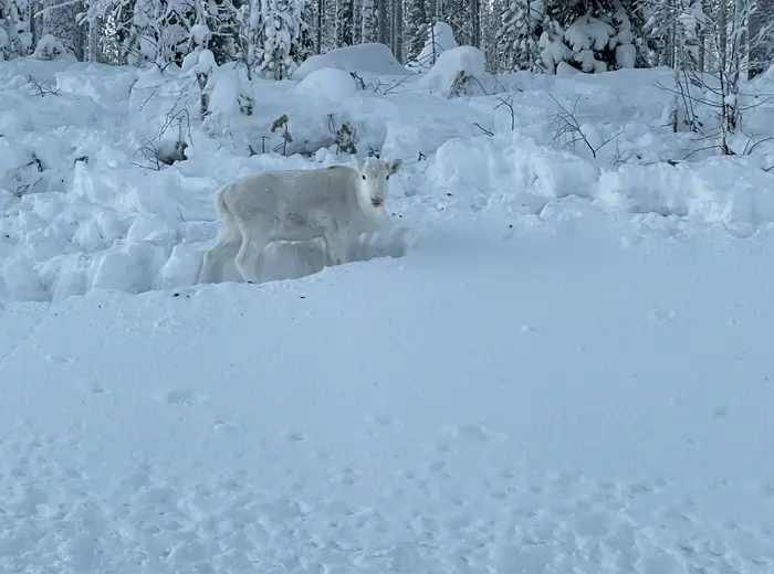 Winter in Lapland