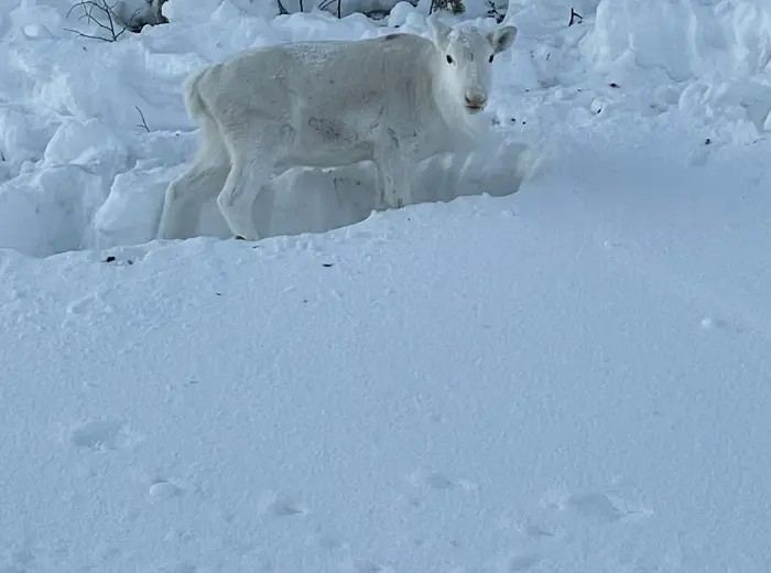 Winter in Lapland