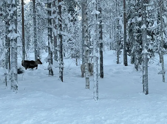 Winter in Lapland