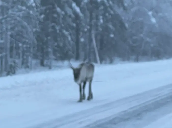 Winter in Lapland