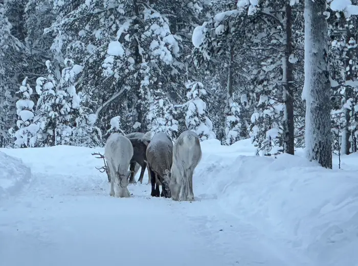 Winter in Lapland