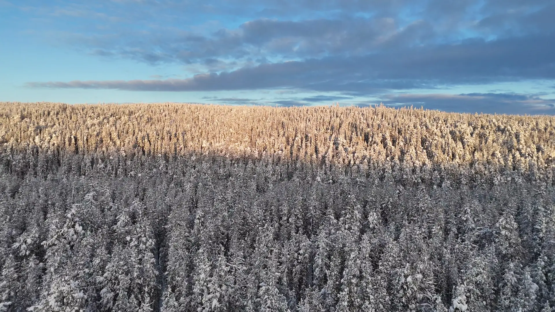 Aerial view of the vast snow-covered forest of Finnish Lapland at blue hour